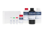 Denarase® ELISA Kit — The One-for-All Serratia marcescens ELISA Kit
