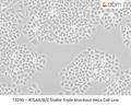 ATG4A/B/C Stable Triple Knockout HeLa Cell Line | Applied Biological Materials (abm)