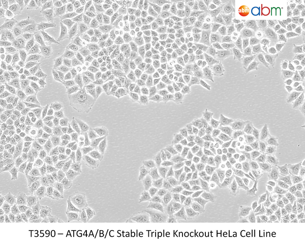 ATG4A/B/C Stable Triple Knockout HeLa Cell Line | Applied Biological Materials (abm)