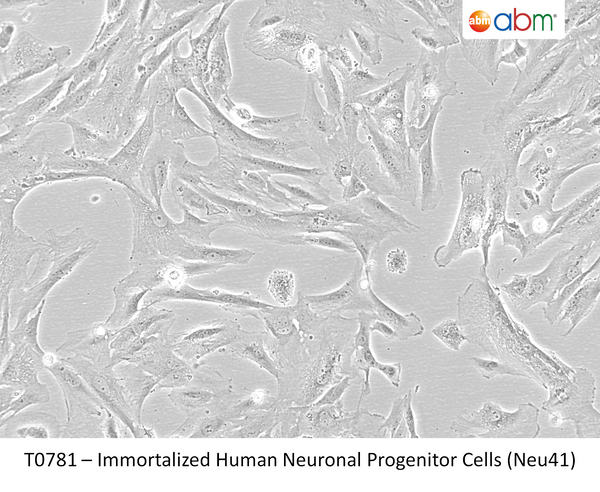 Immortalized Human Neuronal Progenitor Cells (Neu41) | Applied Biological Materials (abm)