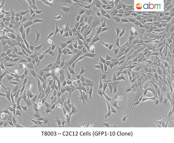 C2C12 Cells (GFP1-10 Clone) | Applied Biological Materials (abm)