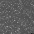 F81 cell