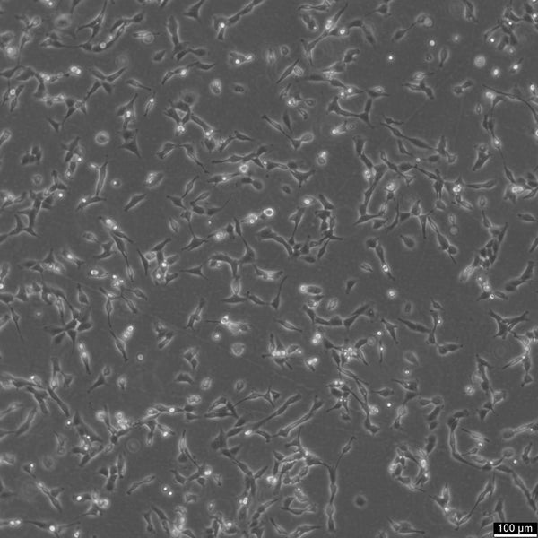 F81 cell