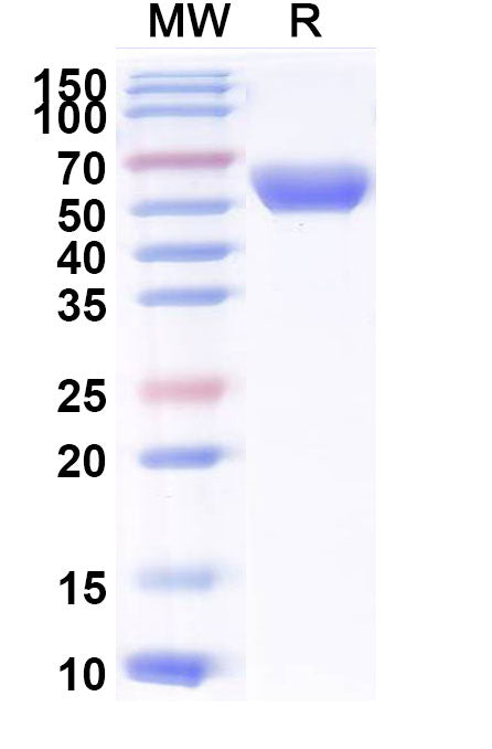 Recombinant Cat CD137/TNFRSF9/4-1BB Protein, C-Fc