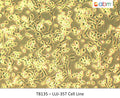 LUJ-35T Cell Line | Applied Biological Materials (abm)