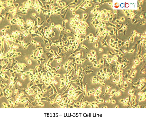 LUJ-35T Cell Line | Applied Biological Materials (abm)