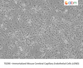 Immortalized Mouse Cerebral Capillary Endothelial Cells (cEND) – Figure 1 of 1