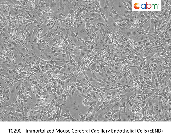 Immortalized Mouse Cerebral Capillary Endothelial Cells (cEND) – Figure 1 of 1