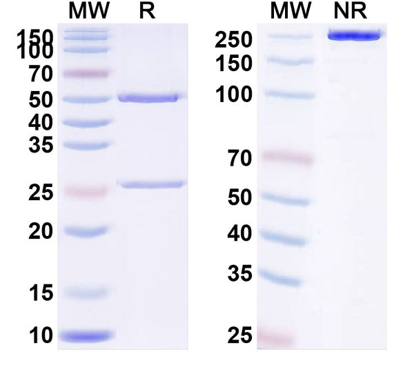 Anti-Human beta-NGF Reference Antibody (Frunevetmab) – Figure 1 of 1
