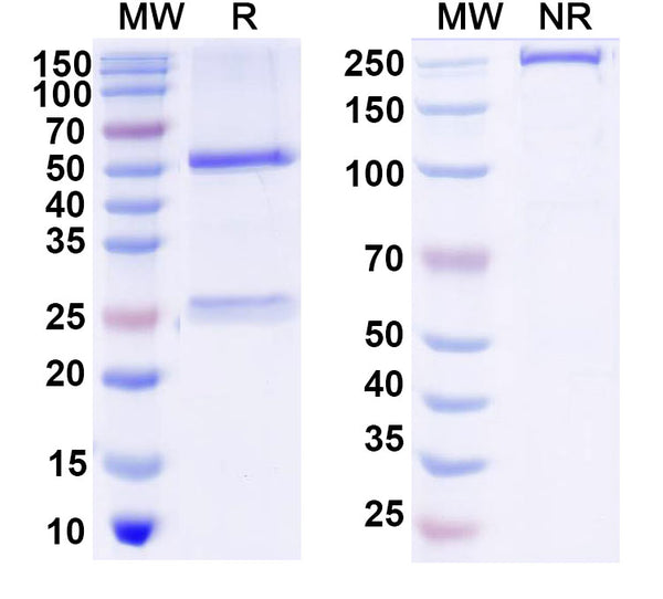 SDS-PAGE for Anti-Cat NGF/Beta-NGF Antibody (SAA1471).