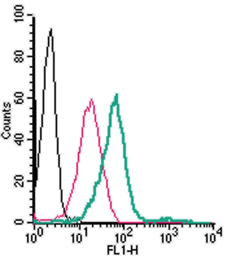 Anti-GPR120/FFAR4 (extracellular)-FITC Antibody