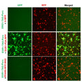 EGR1 Reporter Lentivirus – Figure 1 of 7