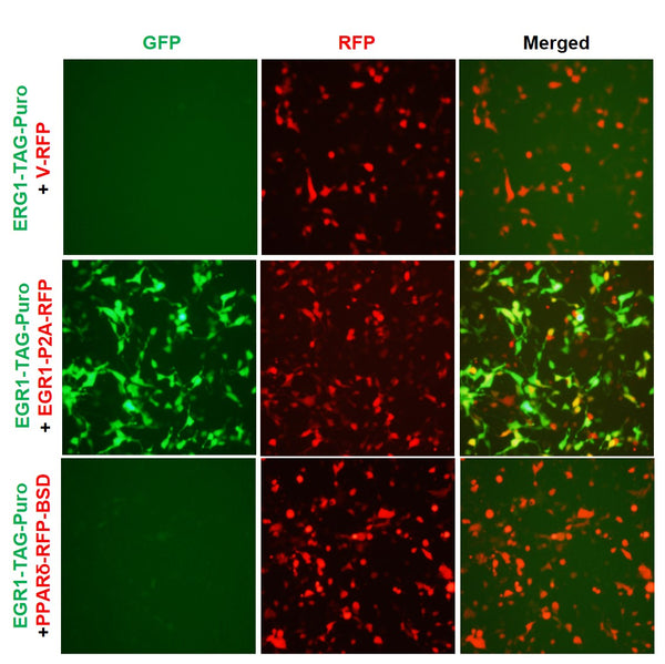 EGR1 Reporter Lentivirus – Figure 1 of 7