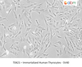 Immortalized Human Thyrocytes - SV40 – Figure 1 of 1