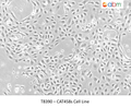 CAT458s Cell Line | Applied Biological Materials (abm)
