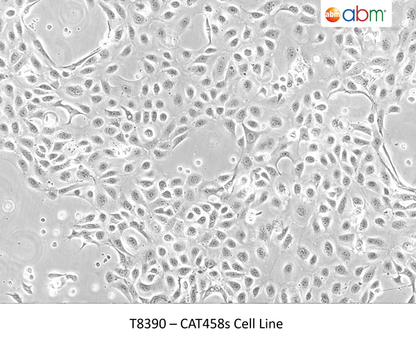 CAT458s Cell Line | Applied Biological Materials (abm)