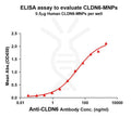 Human CLDN6 full length protein -MNP – Figure 1 of 1
