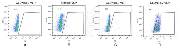 Human CLDN18.2 full length protein-VLP – Figure 1 of 1