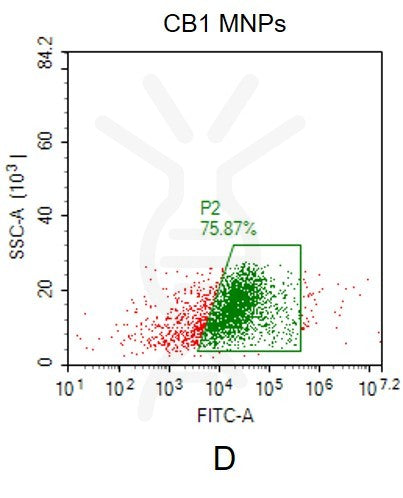 Human CB1 full length protein-MNP – Figure 1 of 1