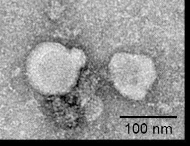 Human GPRC5D full length protein-exo – Figure 1 of 1