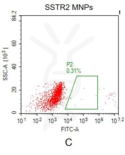 Human SSTR2 full length protein-MNP – Figure 1 of 1