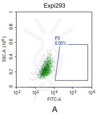 Fluorescent Human CLDN18.2 Full Length Protein-VLP (EGFP) – Figure 1 of 1