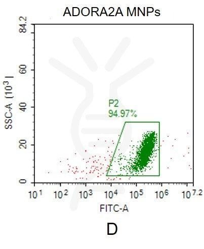 Human ADORA2A full length protein-MNP – Figure 1 of 1