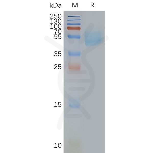 Human ADORA2A full length protein-synthetic nanodisc – Figure 1 of 1