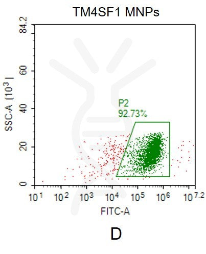 Human TM4SF1 full length protein-MNP – Figure 1 of 1