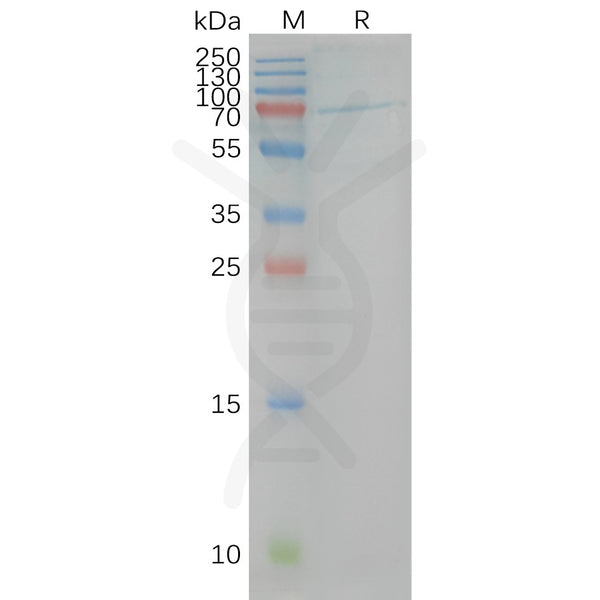 Human CB1 full length protein-synthetic nanodisc – Figure 1 of 1