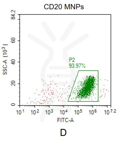 Human CD20 full length protein-MNP – Figure 1 of 1