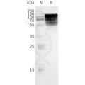 Human GPR75 full length protein-synthetic nanodisc – Figure 1 of 1
