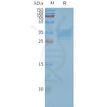 Human TSPAN33 full length protein-synthetic nanodisc – Figure 1 of 1