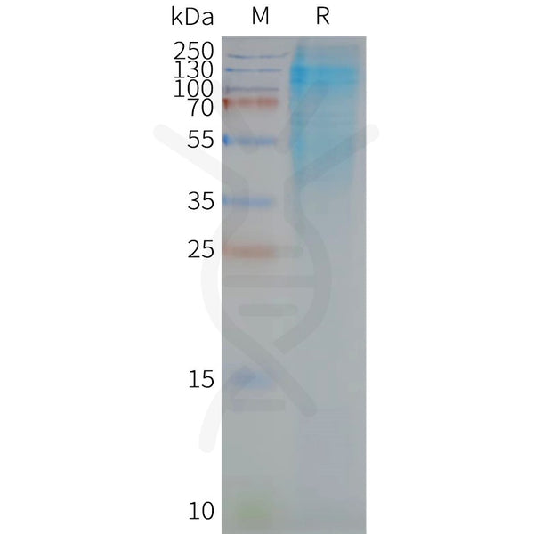 Human CD37 full length protein-synthetic nanodisc – Figure 1 of 1