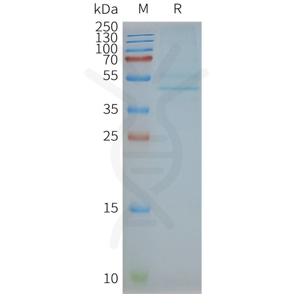 Human CCR3 full length protein-synthetic nanodisc – Figure 1 of 1