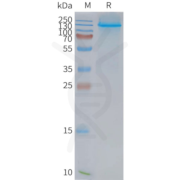 Human NPC1L1 full length protein-synthetic nanodisc – Figure 1 of 1