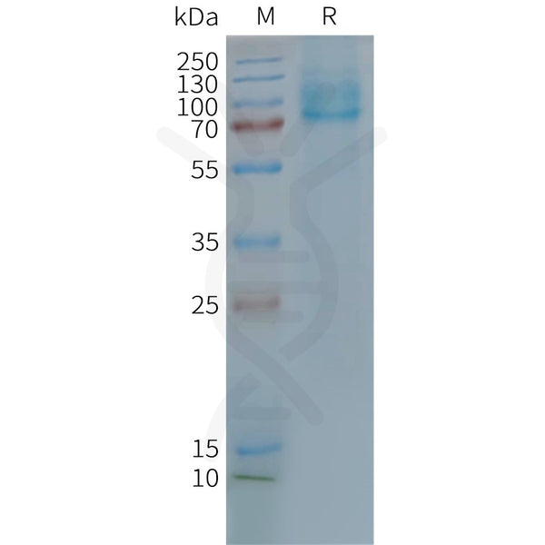 Human GLP2R full length protein-synthetic nanodisc – Figure 1 of 1