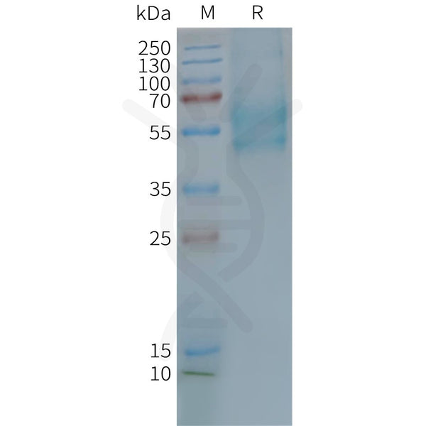 Human F2RL3 full length protein-synthetic nanodisc – Figure 1 of 1