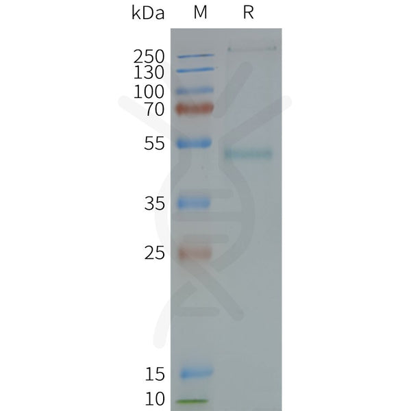 Human GRPR full length protein-synthetic nanodisc – Figure 1 of 1