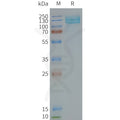 Human GRM7 full length protein-synthetic nanodisc – Figure 1 of 1