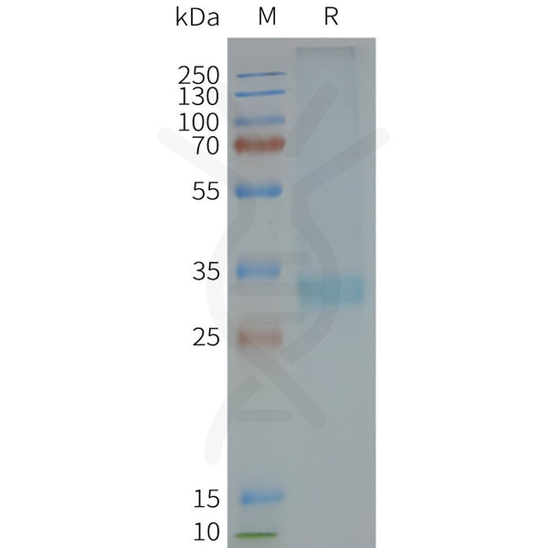 Human MC4R full length protein-synthetic nanodisc – Figure 1 of 1