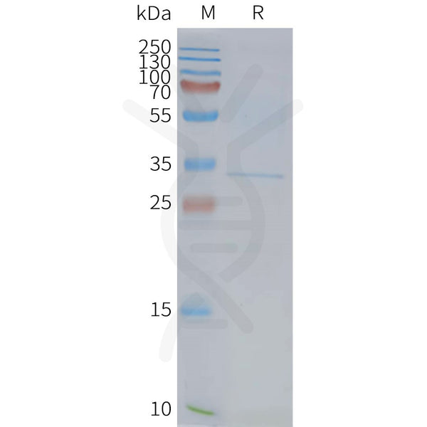 Human FFAR1 full length protein-synthetic nanodisc – Figure 1 of 1
