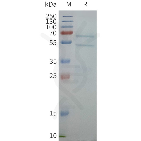 Human ABCG1 full length protein-synthetic nanodisc – Figure 1 of 1