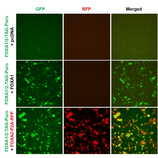 FOXA1/2 Reporter Lentivirus – Figure 1