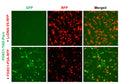 FOXC1 Reporter Lentivirus – Figure 1