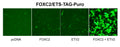 FOXC2/ETS Reporter Lentivirus – Figure 1