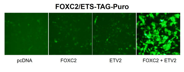 FOXC2/ETS Reporter Lentivirus – Figure 1