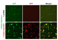 FOXD1 Reporter Lentivirus – Figure 1