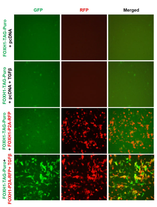 FOXH1 Reporter Lentivirus – Figure 1 of 7