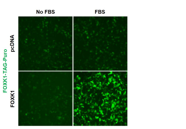 FOXK1 Reporter Lentivirus – Figure 1